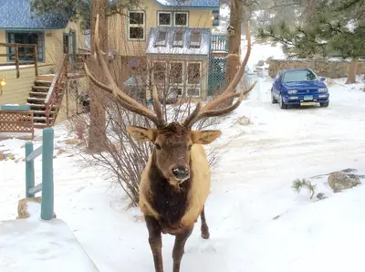 a deer standing in the snow in front of a house at Riversong Inn Retreat in Estes Park