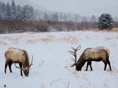 two elk grazing in a snow covered field at Riversong Inn Retreat in Estes Park