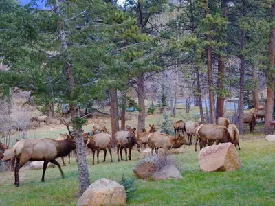 a herd of deer standing in a field with trees at Riversong Inn Retreat in Estes Park