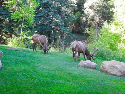 three deer grazing in the grass near some rocks at Riversong Inn Retreat in Estes Park