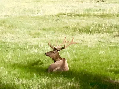 a deer sitting in the grass in a field at Riversong Inn Retreat in Estes Park