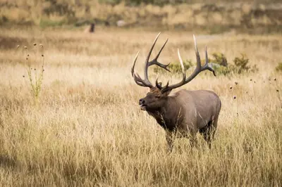 a bull elk standing in a field of tall grass at Deering Crest in Estes Park