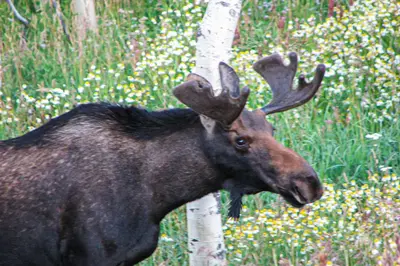 a moose with antlers standing in a field at Watch Hill 216 in Silverthorne