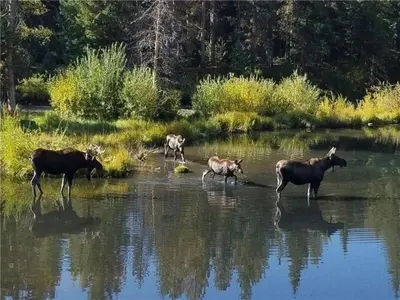 a group of animals standing in the water at Private 2 Bedroom Townhome Located In East Keystone With Access To A Firepit, Hot Tub, And Billiards in Keystone