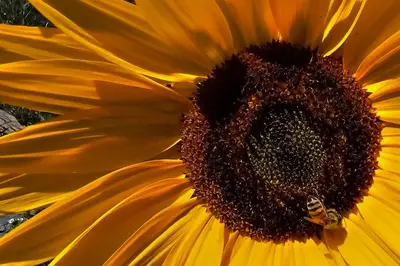 a bee sitting on a yellow sunflower at Near Red Rocks, Hiking and Skiing Kittredge Condo! in Kittredge