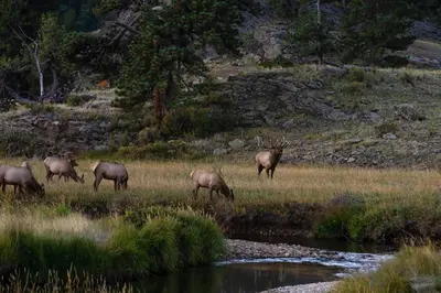 a group of elk grazing in a field next to a river at Deer Mountain 28B condo in Estes Park