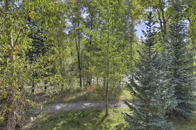 a forest with a pine tree in the middle at Riverfront Silverthorne Condo Near Skiing! in Silverthorne