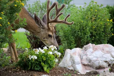 a deer with antlers standing next to a rock at Quality Inn near Rocky Mountain National Park in Estes Park