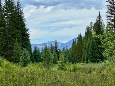 a forest of trees with mountains in the background at Alders 46 by SummitCove Lodging in Keystone