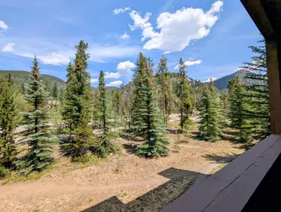 a view of a forest of christmas trees at Springs 8829 by SummitCove Lodging in Keystone