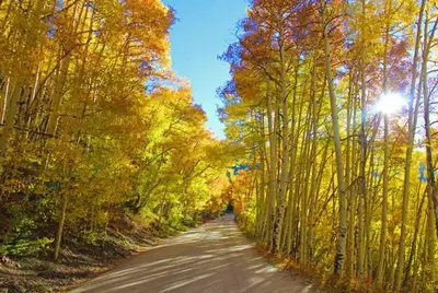 a road in the middle of a forest of trees at Tarn Landing Condo: Access To All Summit Resorts in Frisco