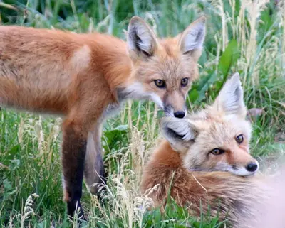 two fox cubs sitting in the grass at Tarn Landing Condo: Access To All Summit Resorts in Frisco