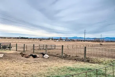 three animals laying on the ground in a field at Lovely Barn Loft with Mountain Views on Horse Estate in Fort Collins