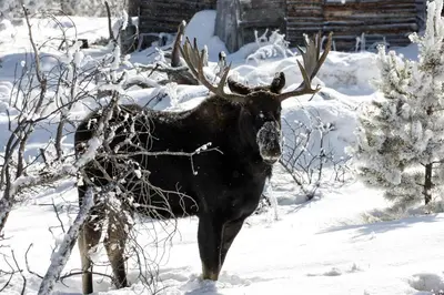 a bull moose with antlers standing in the snow at Tranquility On The River Three -- EV #6042 townhouse in Estes Park
