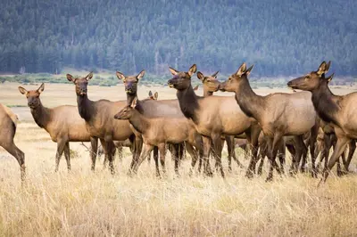 a herd of deer standing in a field at Tranquility On The River Four -- EV #6041 townhouse in Estes Park