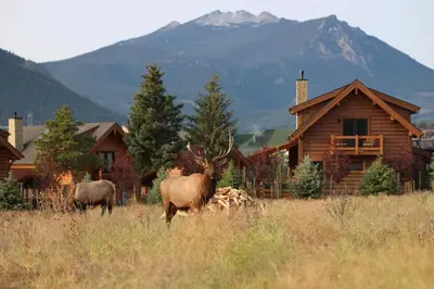 two elk standing in a field in front of a cabin at Chic Lakefront Cabin - Unbeatable Views! Jacuzzi, Two Patios, Indoor/Outdoor Fireplace in Estes Park