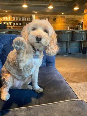 a dog sitting on a chair with its paw up at Gravity Haus Winter Park in Winter Park