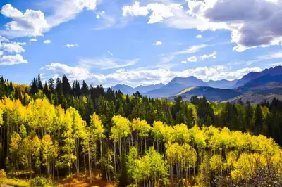 a forest with yellow trees and mountains in the background at Snowscape 06 - Wildernest in Silverthorne