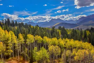 a forest of aspen trees with mountains in the background at Snowscape 06 - Wildernest in Silverthorne