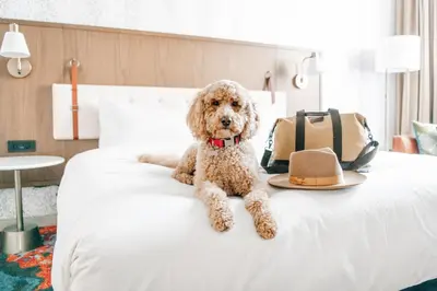 a dog sitting on a bed with a hat on it at Hyatt Centric Downtown Denver in Denver
