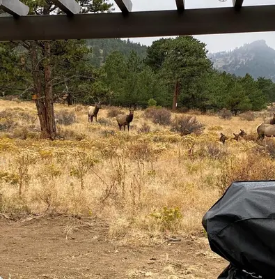 a group of animals standing in a field at Serenity in the Rockies townhouse in Estes Park