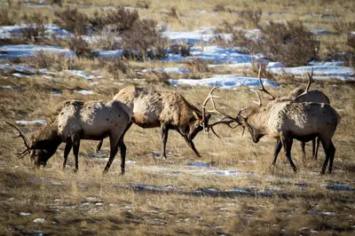 a group of elk grazing in a field with snow at Serenity in the Rockies townhouse in Estes Park