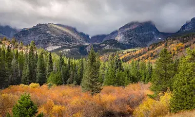 a forest of trees with mountains in the background at Hidden Valley Retreat Quiet Escape with Mountain Views in Loveland