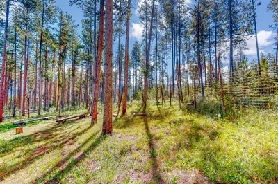 a forest of pine trees with their shadows on the ground at Big Bear Palace in Fraser