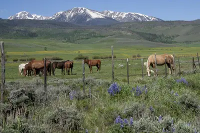 a group of horses grazing in a field behind a fence at Quaint Mountain Condo in Frisco