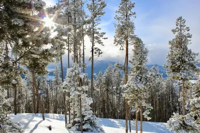 a group of trees covered in snow with the sun in the background at The Towers Unit 407 in Frisco