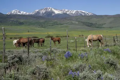 a group of horses grazing in a field with mountains at Blue River Condo Unit 3301 in Silverthorne