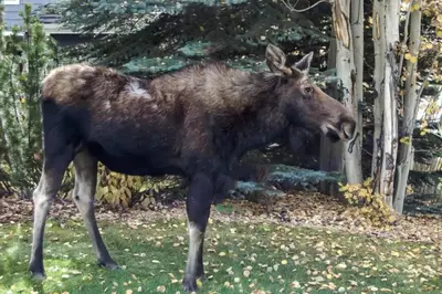 a large brown moose standing in the grass at Rolling Ridge 20C - Wildernest in Silverthorne