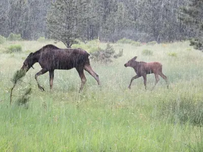 a horse and a baby horse walking in a field at Bear House -- EV #3073 home in Estes Park