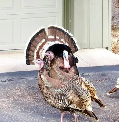 two turkeys walking on the street with theirsing at Bear House -- EV #3073 home in Estes Park