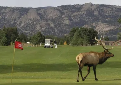 a deer walking on a golf course with a red flag at Lily Mountain Lodge - Amazing Mountains Views, Private Hot Tub, Great Location in Estes Park