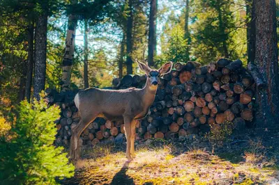 a deer standing in front of a pile of logs at Scenic Conifer Getaway with Game Room and Hot Tub! in Conifer