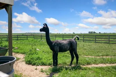 a black ostrich statue standing in a field at Llama-Stay at Spooky Tooth Ranch - Mtn Views! in Loveland