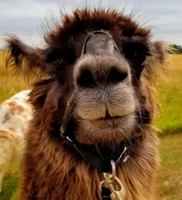 a close up of a camel wearing a collar at Llama-Stay at Spooky Tooth Ranch - Mtn Views! in Loveland