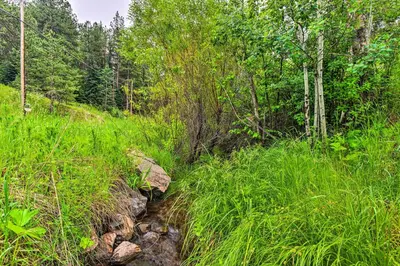 a stream in the middle of a field with trees at Creekside Morrison Cabin about 9 Mi to Red Rocks Park! in Morrison