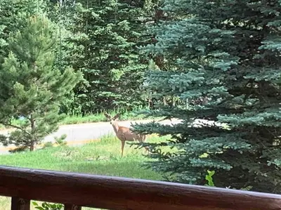 a deer standing in the grass next to a fence at Classic Log Cabin near Rocky Mountain National Park and near Skiing in Lyons