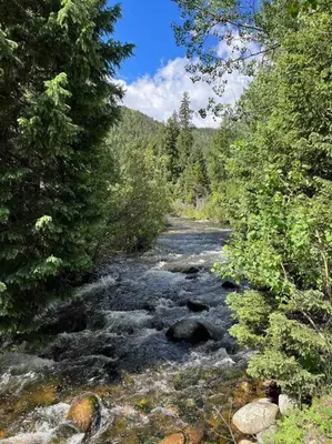 a river with rocks and trees in a forest at Classic Log Cabin near Rocky Mountain National Park and near Skiing in Lyons