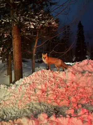an orange cat standing on top of a pile of snow at 10 min to Resort! Amazing Views & Sauna! in Winter Park