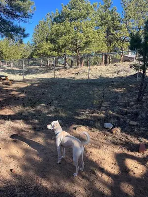 a white dog standing in the shade in a field at Hot Tub! Pets Ok! Perfect Estes Park Getaway, Walk to Town 3 Kings!#3337 in Estes Park