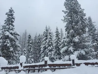 a group of trees covered in snow at Alders 42 Outpost Dr by SummitCove Lodging in Keystone