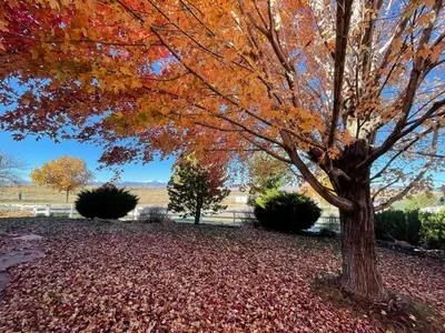 a tree with autumn leaves on the ground at Family-friendly Home on Boyd Lake, Gorgeous Views! in Loveland