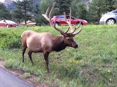 a deer with antlers standing on the side of a road at Elkhorn One Bedroom Condo with River View from Deck and Walking Distance to Estes Park - #3262 in Estes Park