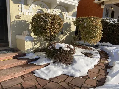 a house with snow on the ground in the front yard at Pineapple House, Spacious 1st Floor Apartment! City Center! 96 Walk Score! FREE parking! in Denver