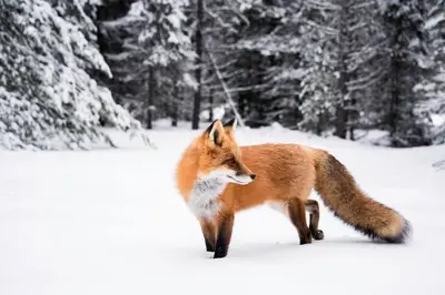 two foxes walking through the snow in the woods at Windwood Alpine Townhome: Downtown Frisco in Frisco